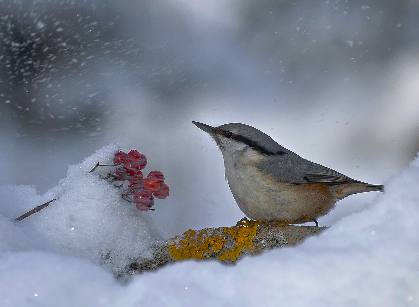 Поползень обыкновенный зимой красивые фото и картинки