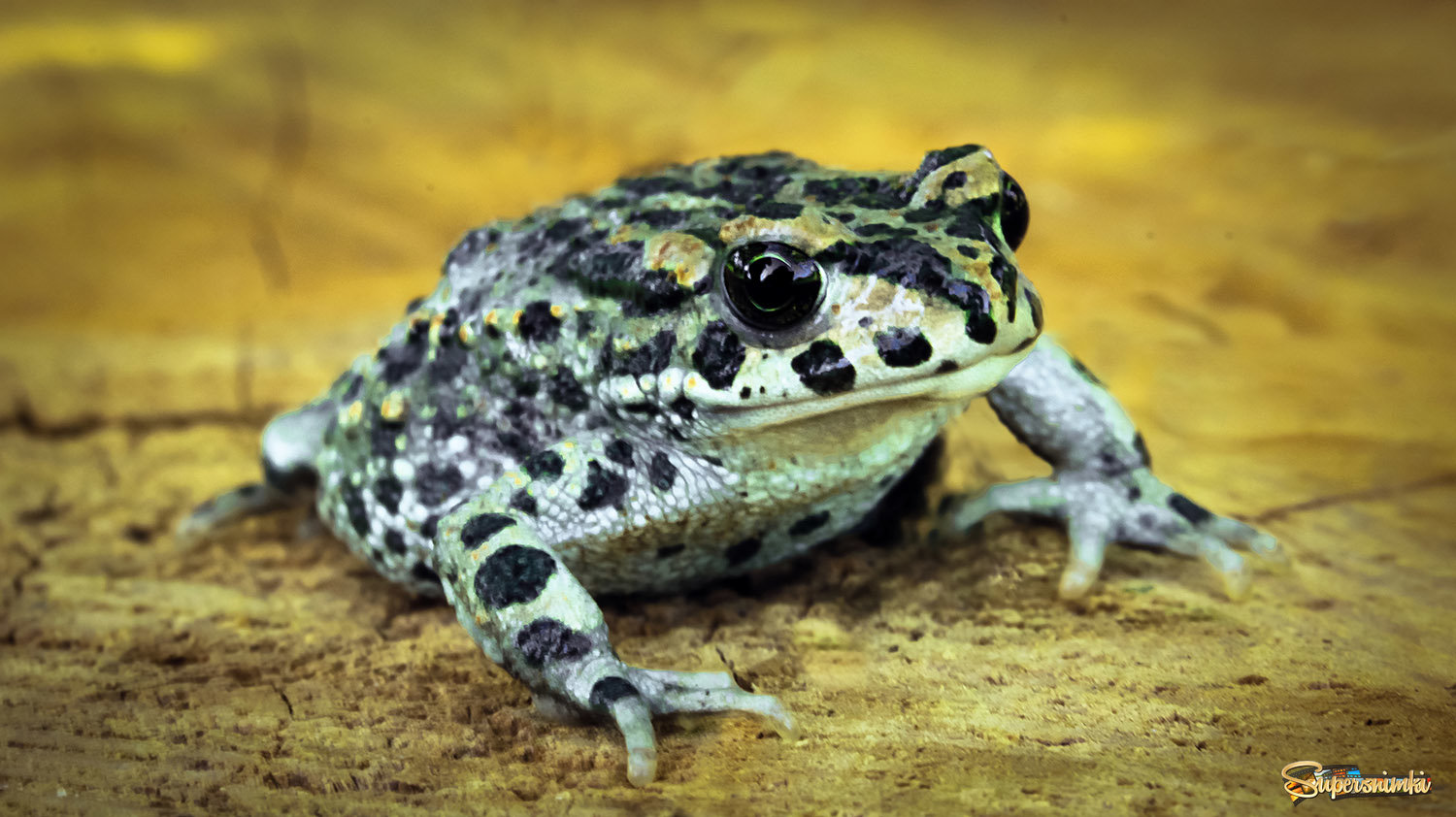 «Ропуха» Детеныш жабы обыкновенной
