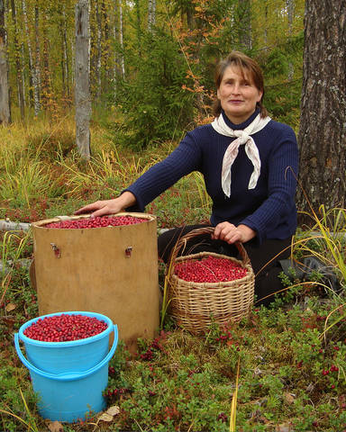 "Сладкая" ягода.