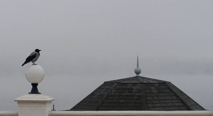 "Смотрящий".