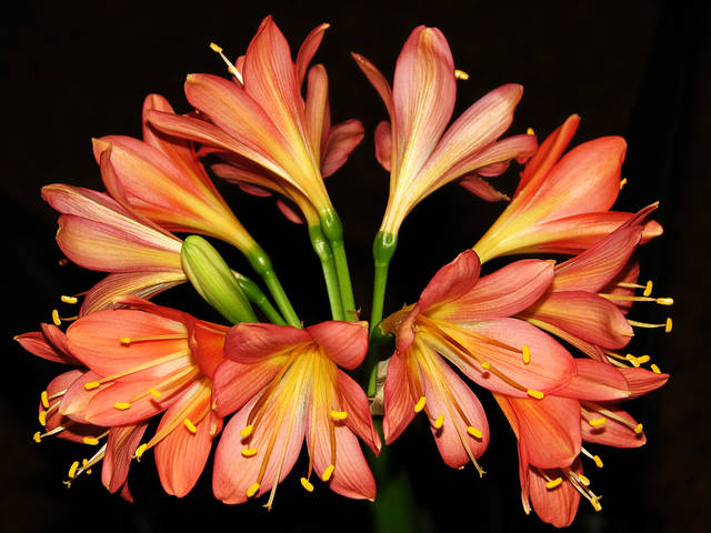 Кливия (Clivia)