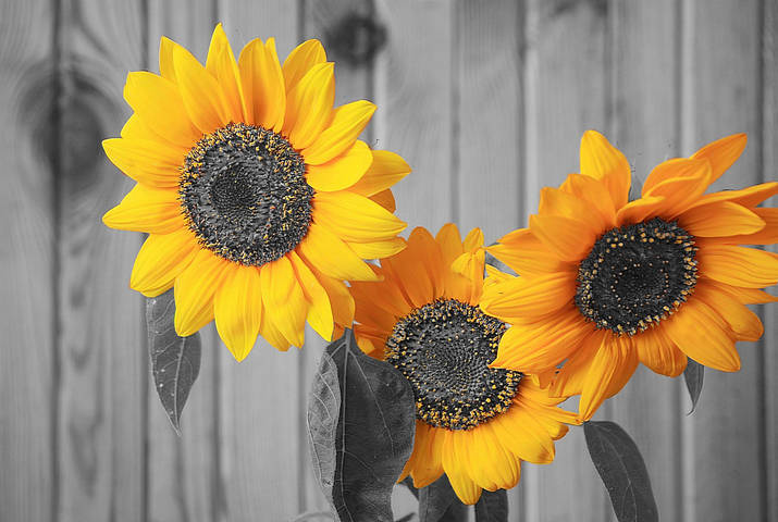 Sunflowers