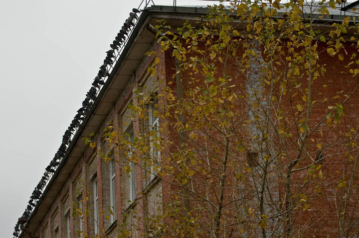 Множество птиц и листьев