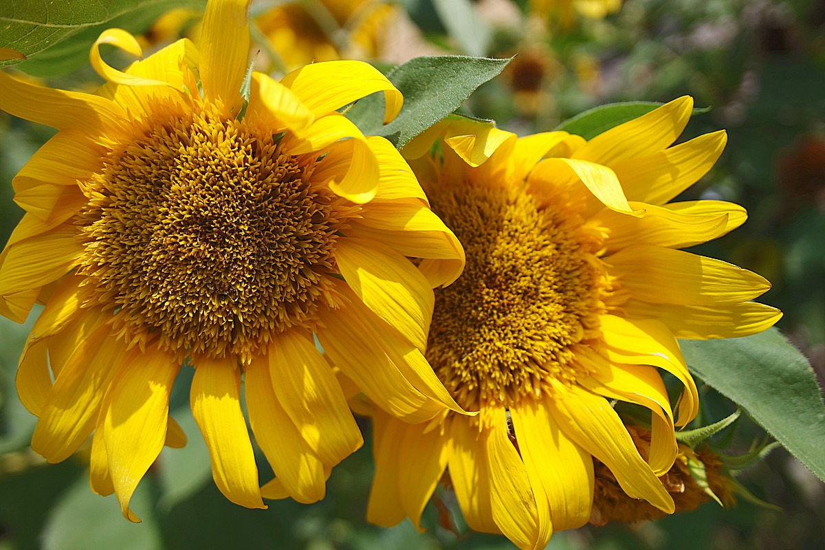 Sunflowers