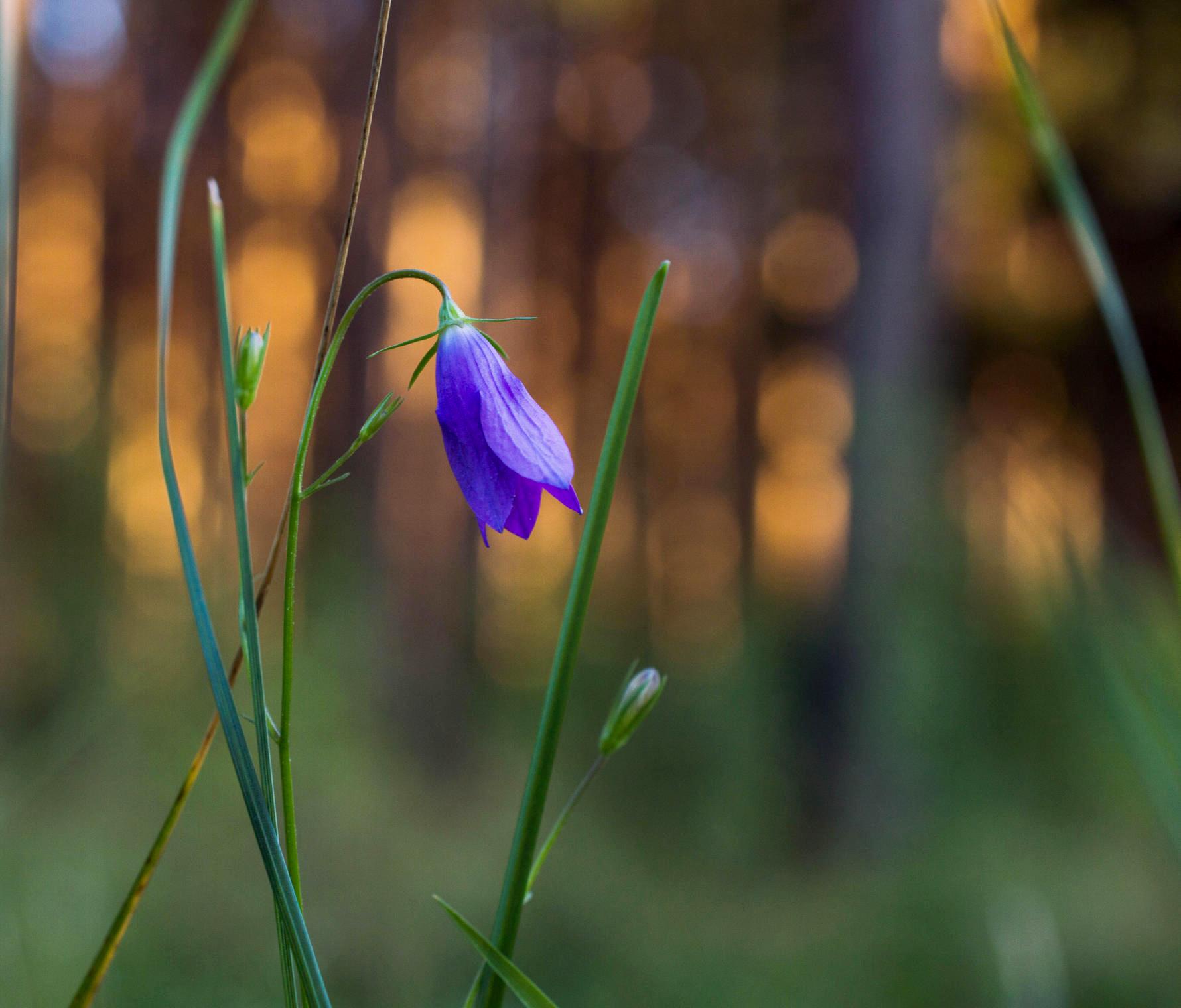 Колокольчик цветок в лесу