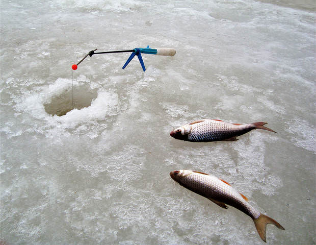 Клёв.