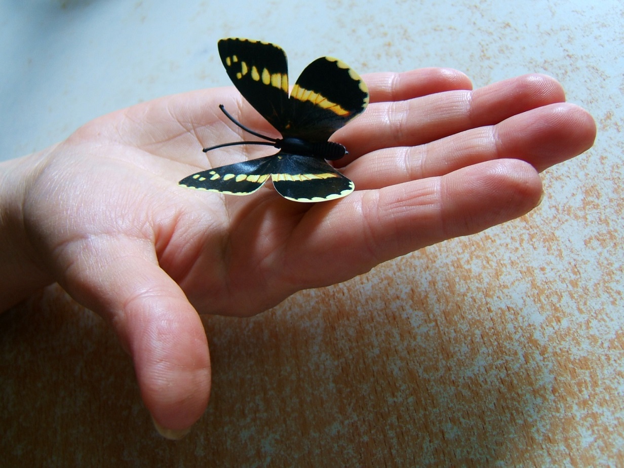 Бабочкина краса...  на ладошке!?))