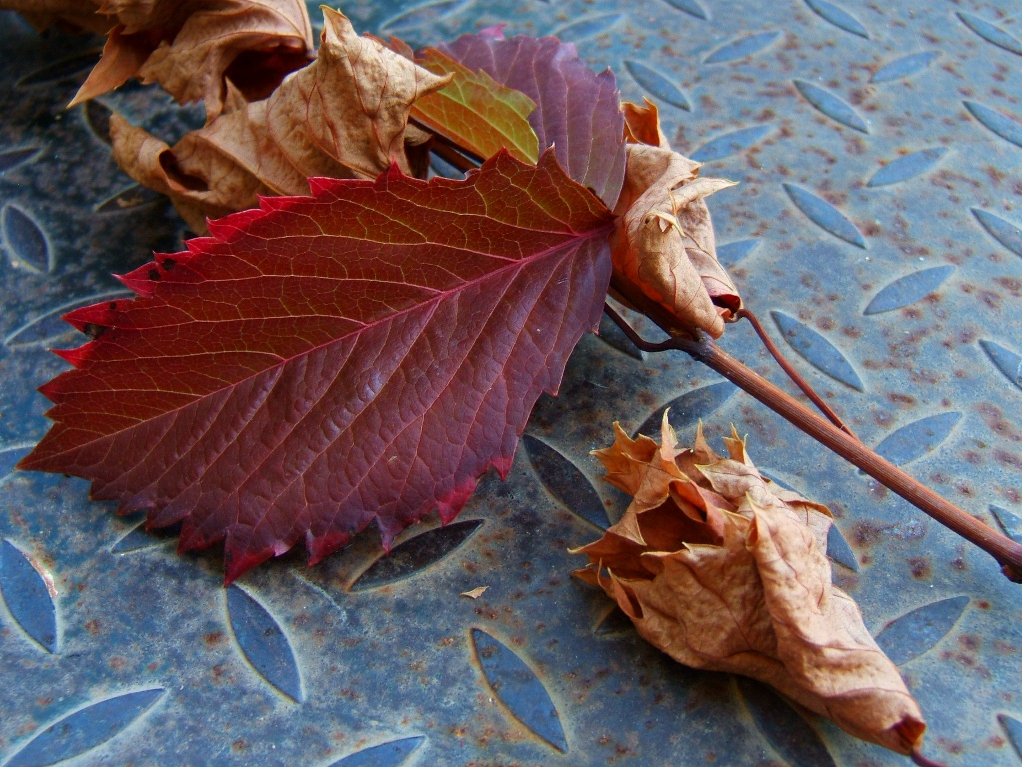 черемуха осенью фото листьев