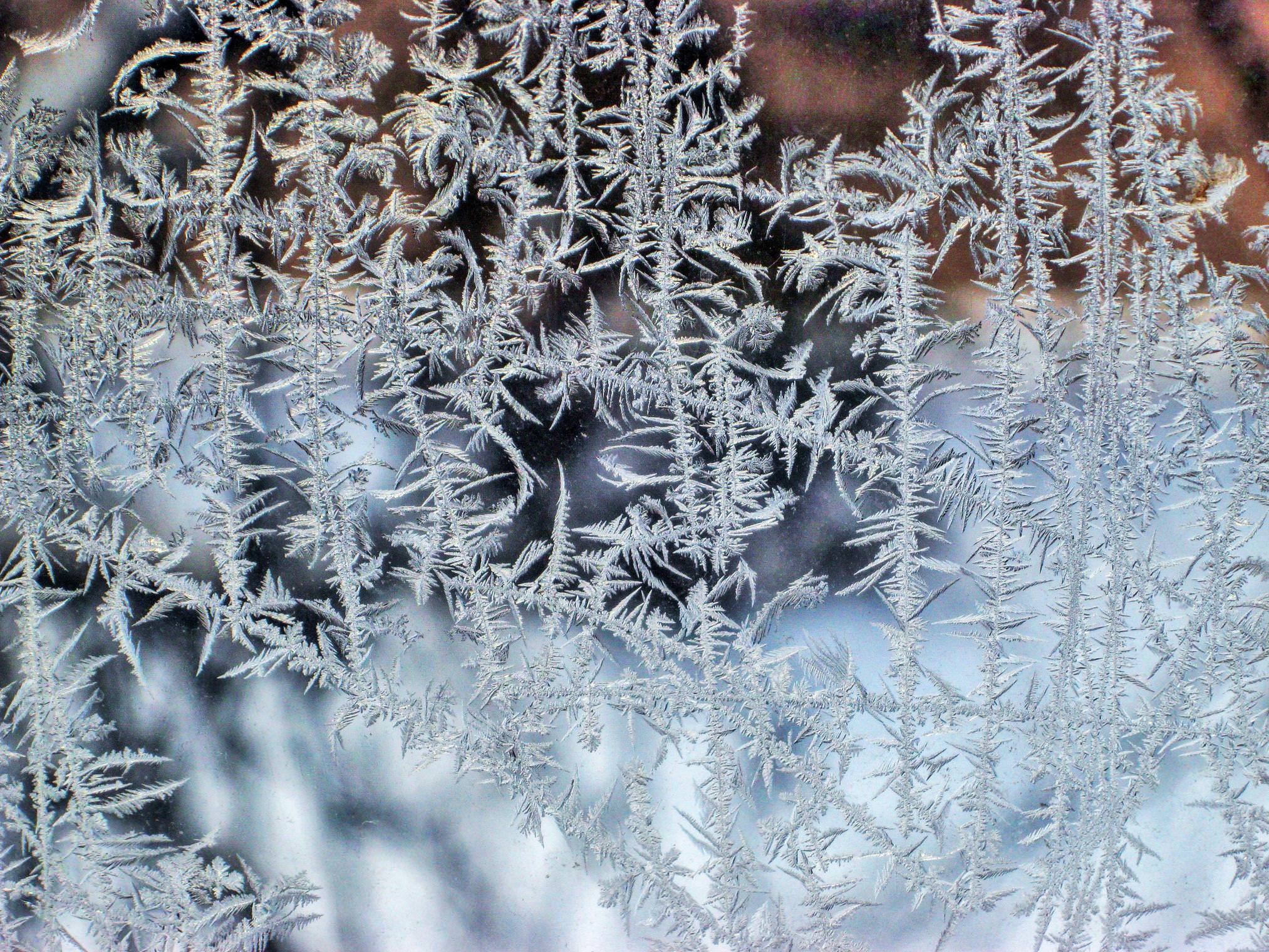 Стебли ледяных узоров на окнах