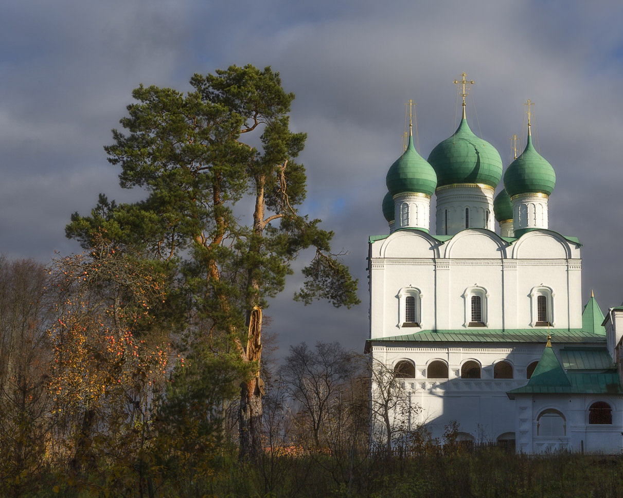 Монастырская сосна