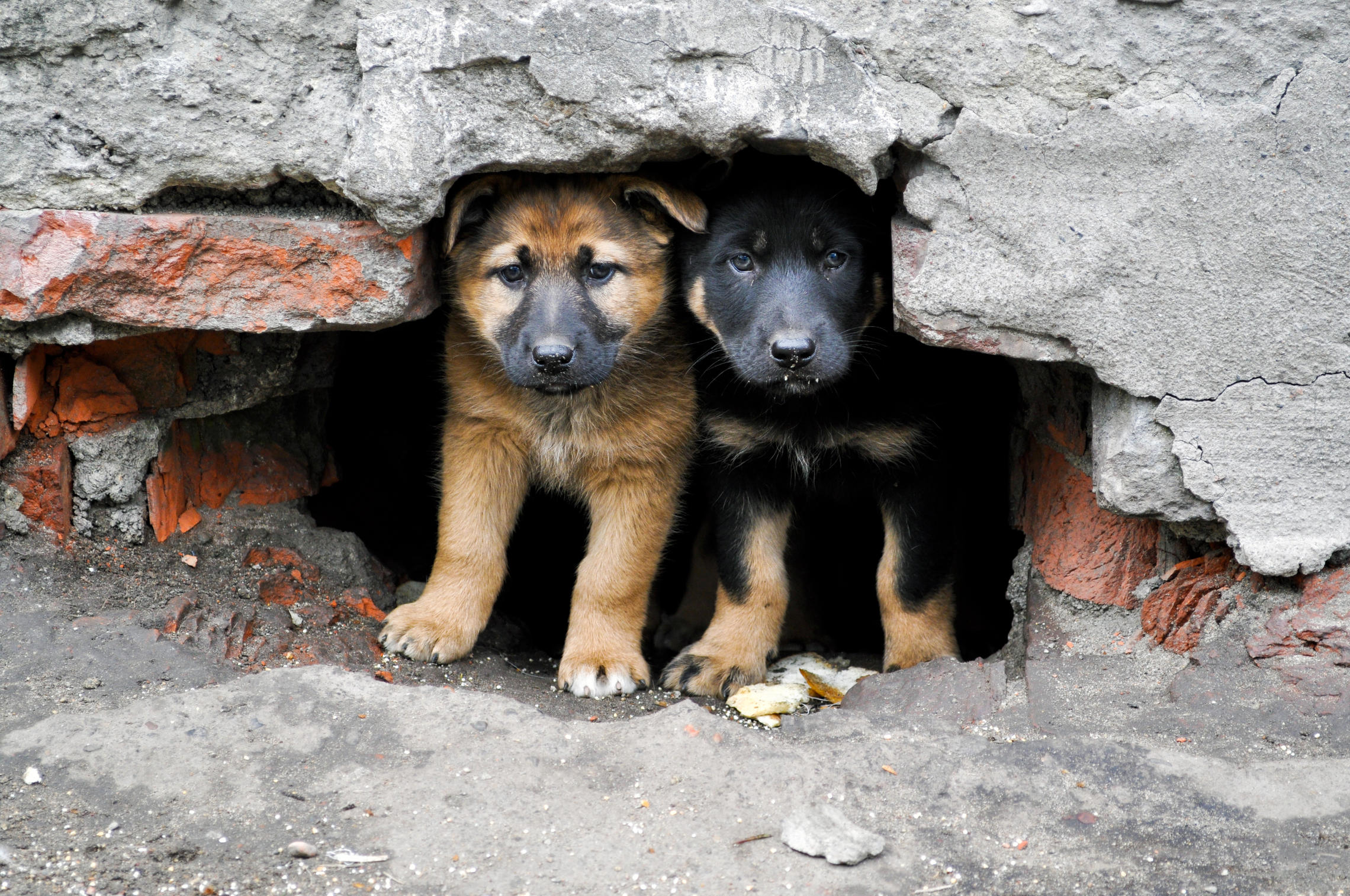 Сила голода