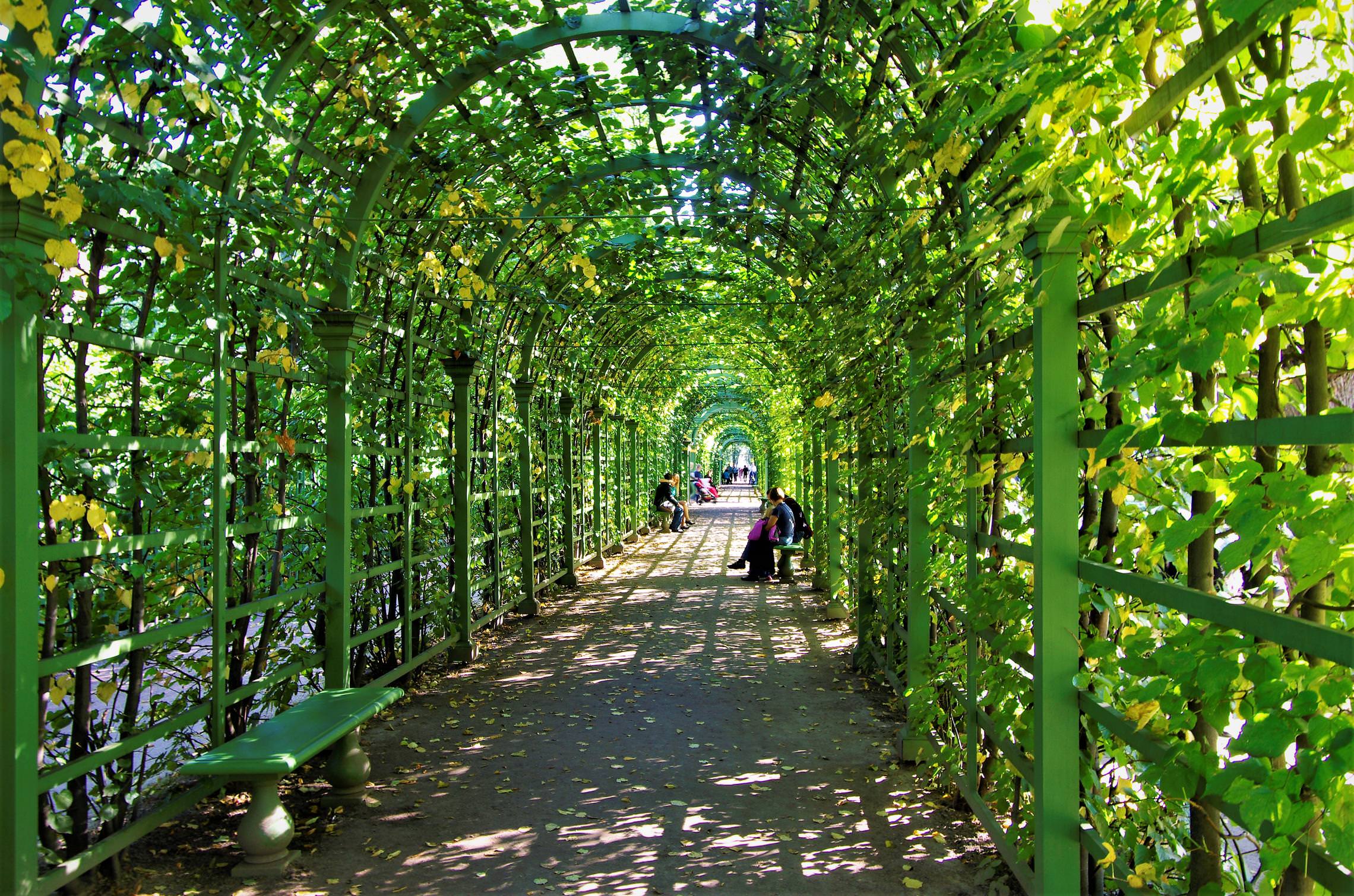 Зеленая арка в Летнем саду - красивое сооружение, которое обвивают растения.