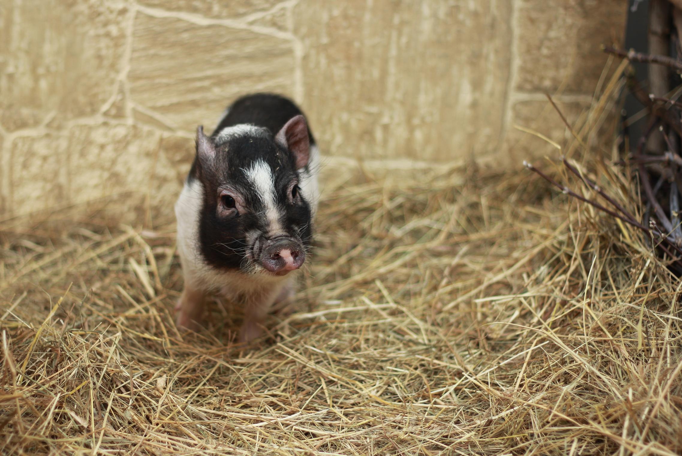 Приветливый Василий
