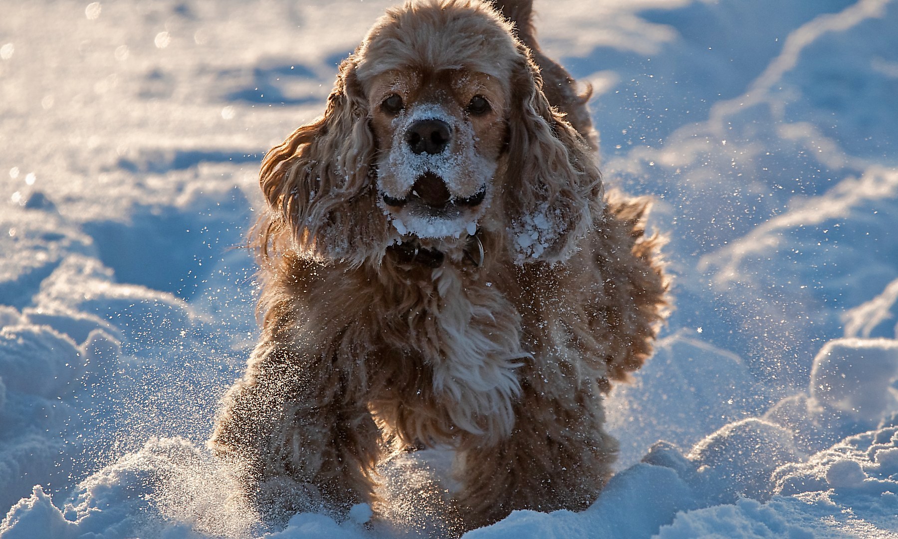 Я родилась в Сибири...