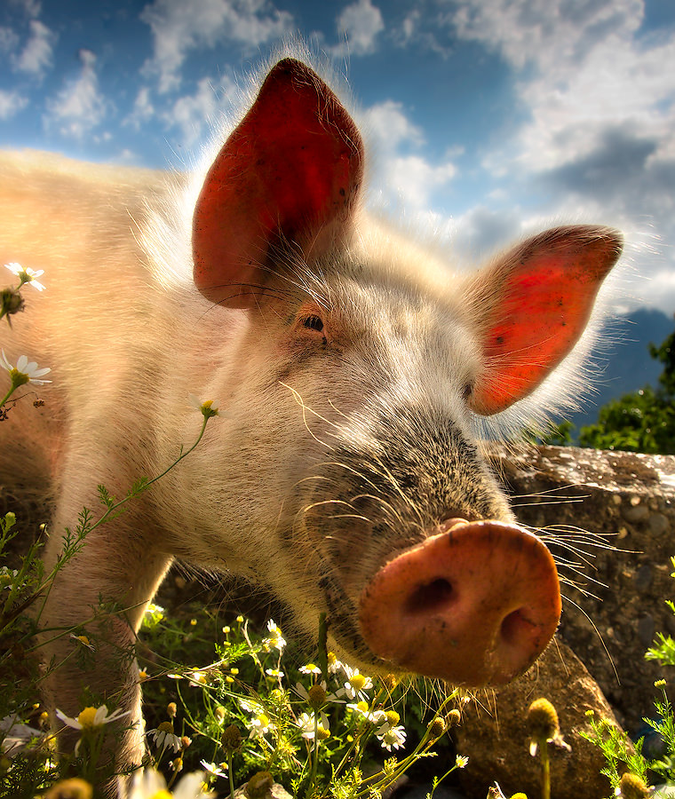 От улыбки хмурый день светлей...