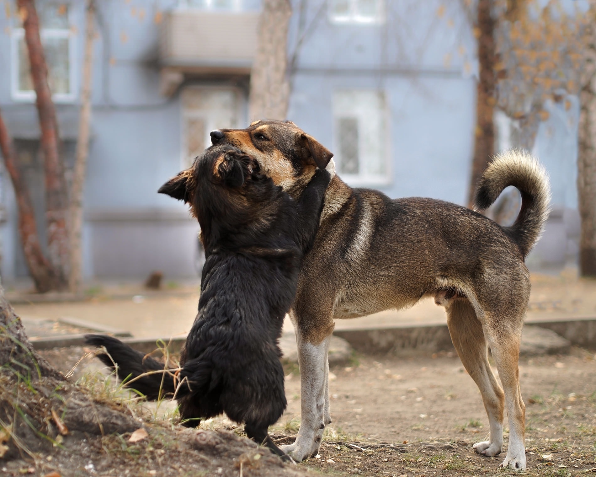 Дорогой, я так по тебе скучала...