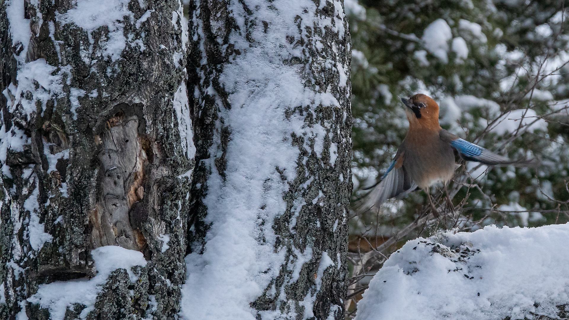 Встреча с лесным духом...
