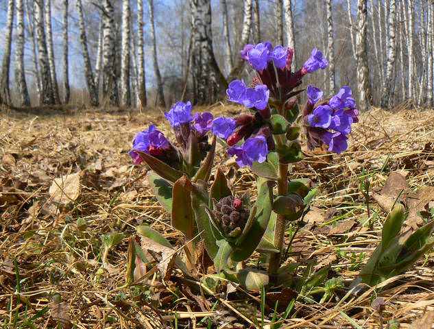 медунки