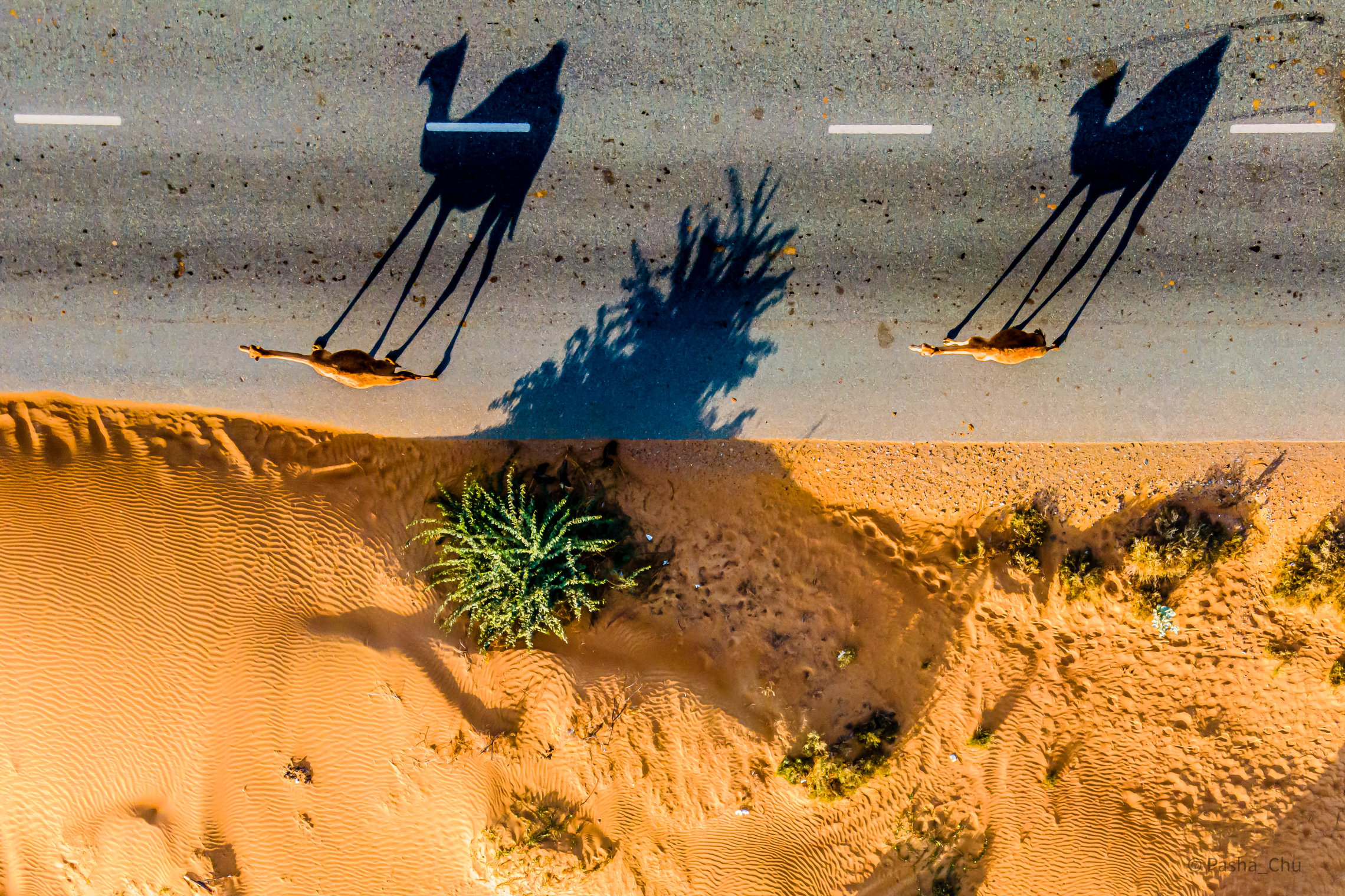 Встреча в пустыне