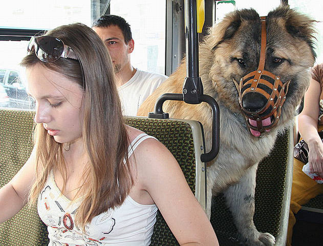 в Автобусе