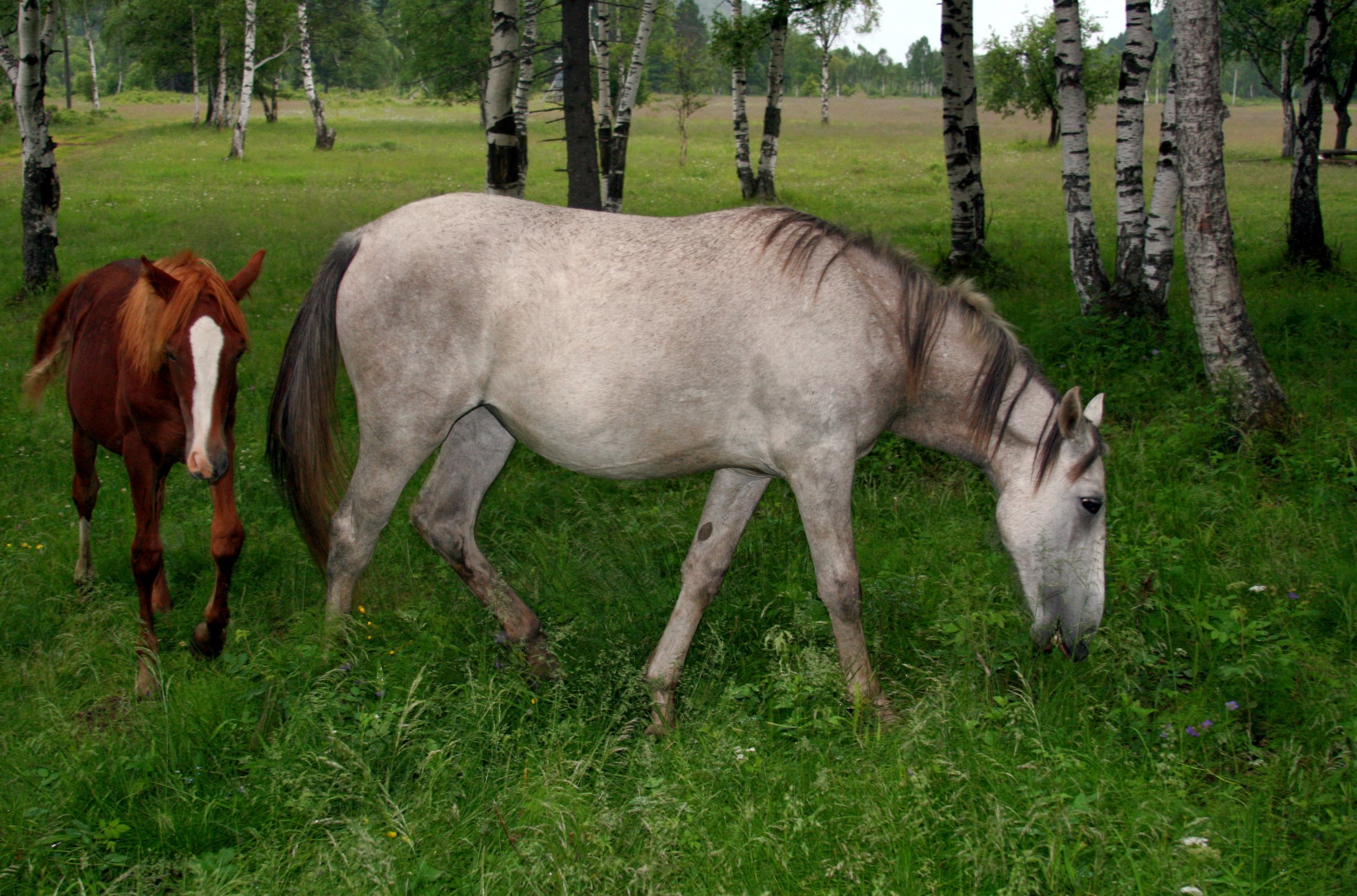 среди берез