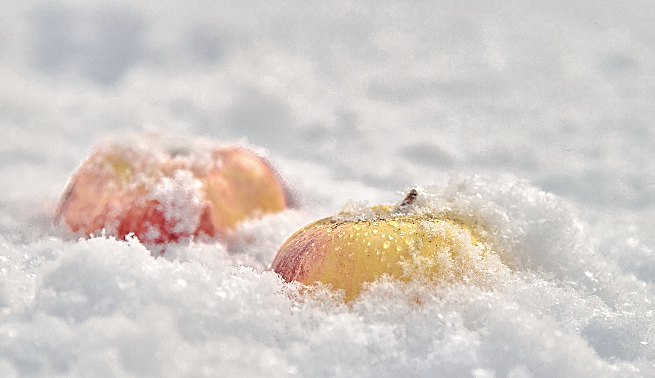 Яблоки на снегу.