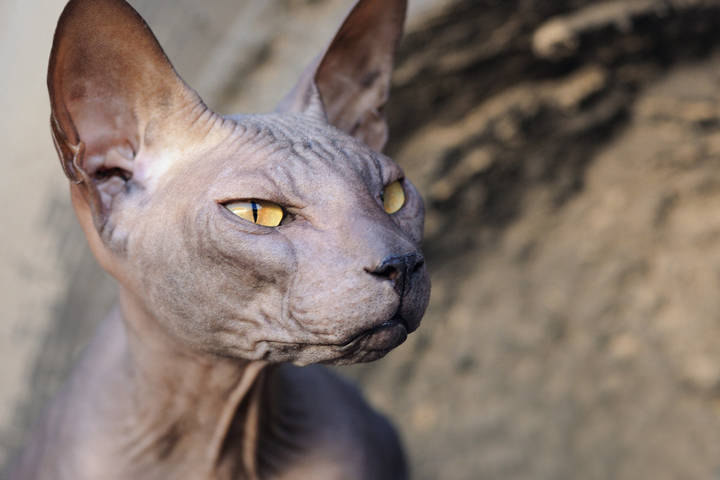пещерный кот