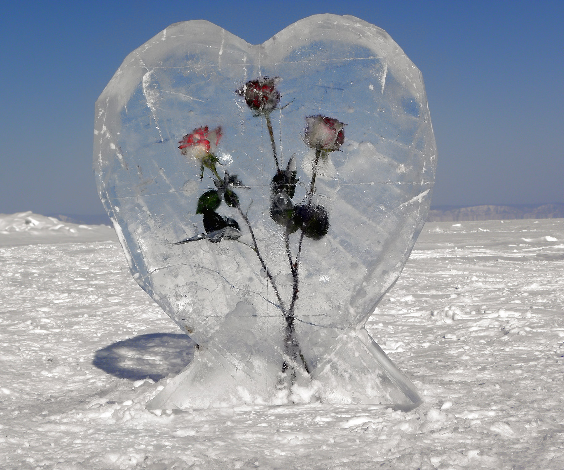 Три розы для ледяного сердца...