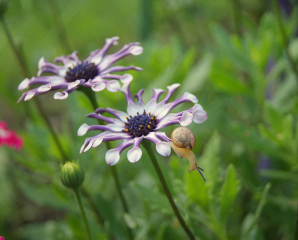 Остеоспермум (Osteospermum) 