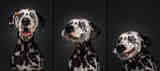 Забавные эмоции собак в фотографиях Кристиана Вилера 