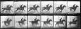 Лошадь в движении. Из фотографического опыта Эдварда Майбриджа