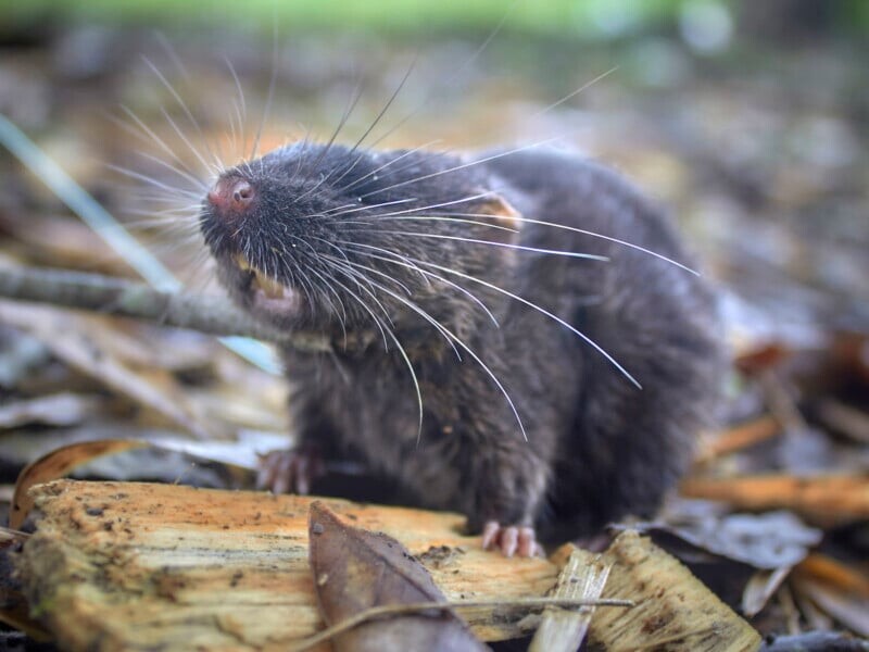Close-up of a bamboo rat on a forest floor, standing on a piece of wood.