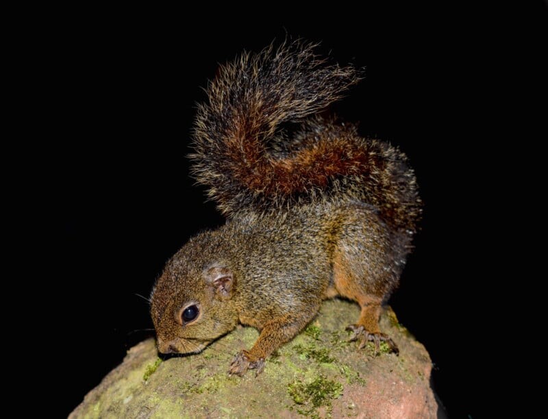 A squirrel with a bushy tail is perched on a mossy rock against a dark background.