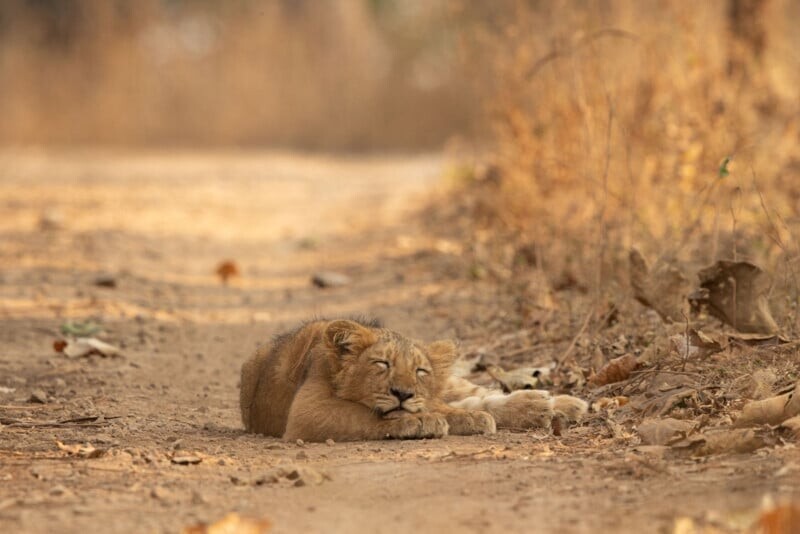 Левенок на дороге