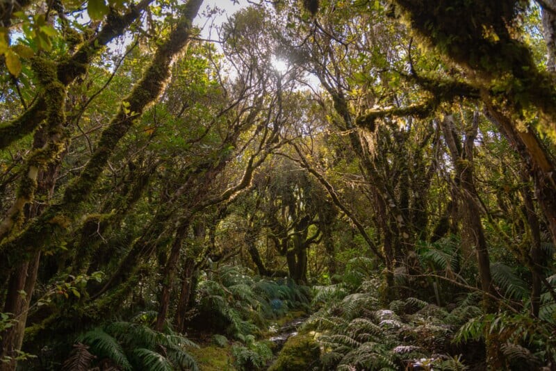 Лес в Новой Зеландии