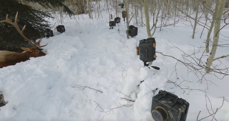 Снежный лес с лосем, окруженным множеством камер, установленными на штативах, направленных на животное с разных углов.
