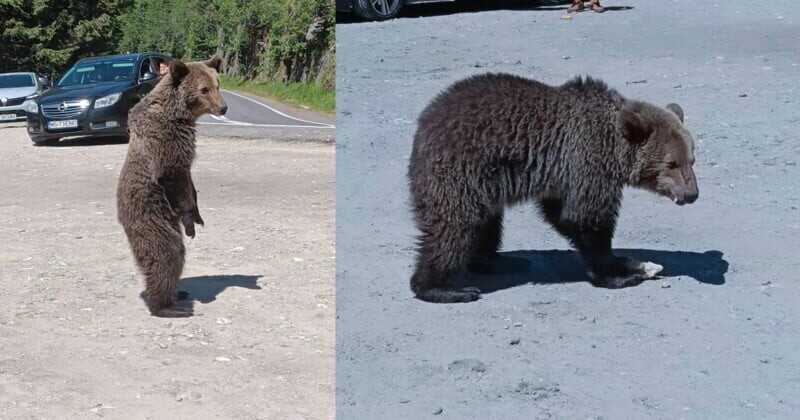 Two images of a brown bear cub: on the left, the bear stands on its hind legs near a road with cars in the background; on the right, it walks on all fours on a gravel surface.
