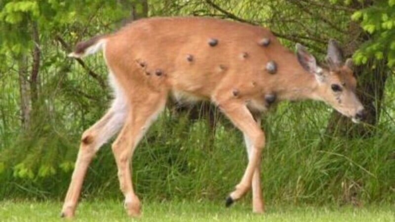 A deer with multiple large, dark lumps on its body walks on grass with green foliage in the background.