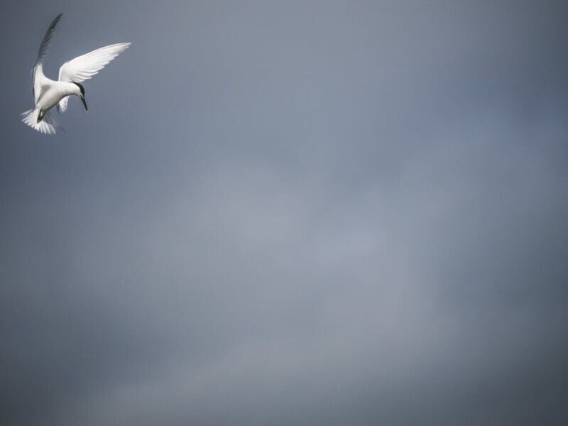 Птица в полете