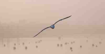 Как точно управлять глубиной резкости ваших фотографий