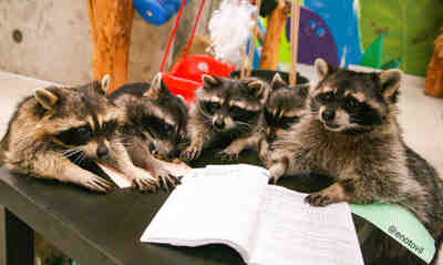 Еноты: живые эмоции, редкие кадры и польза общения для детей и взрослых