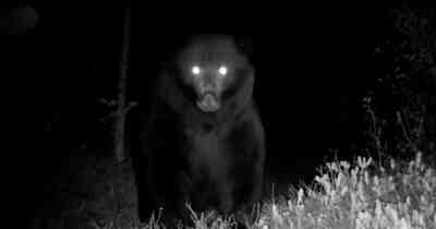 Гризли снят с необычной реакцией на тропическую камеру