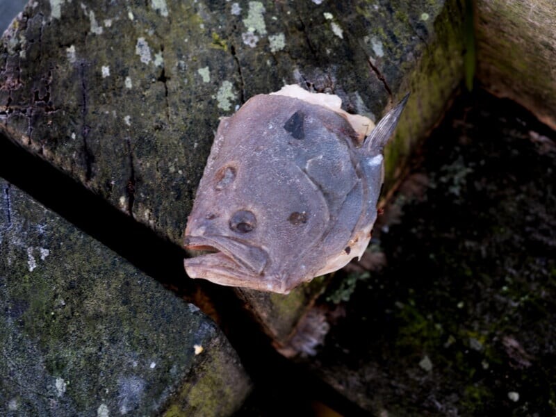 Грустная рыба