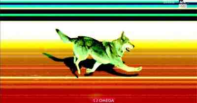 Собака вызывает фотофиниш на Олимпийских играх