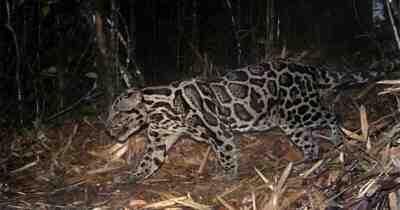 Ученые наблюдали за одиночным облачным леопардом на удаленных камерах в течение шести лет