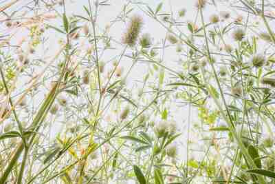 Flowerscapes: Фотографируя цветы с точки зрения насекомого