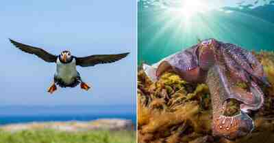 Победители конкурса фотографий Ocean Conservancy 2026 отмечают удивительных морских животных