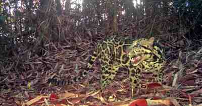 Камеры наблюдения раскрывают тайную жизнь самой старой суnda clouded leopard в мире