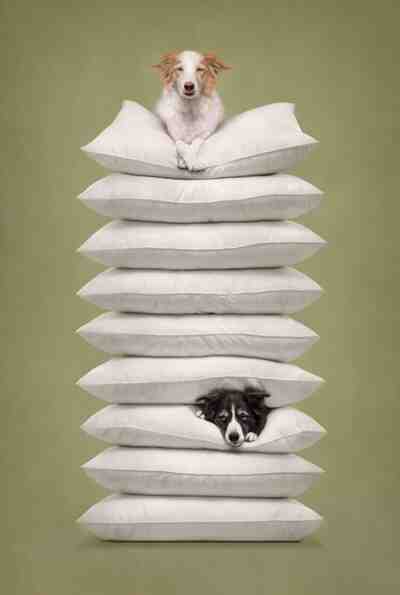 Callie Soden — главный победитель International Pet Photography Awards 2026