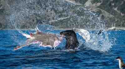 Финалисты Ocean Photographer of the Year 2026